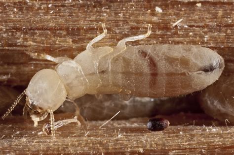 Wood termite. Things To Know About Wood termite. 